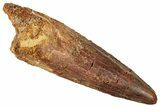 Fossil Spinosaurus Tooth - Real Dinosaur Tooth #357472-1